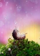 BBC：大自然的微觀世界海報(bào)