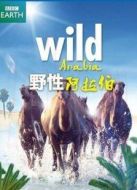 BBC：野性阿拉伯劇情介紹(1-3全集)