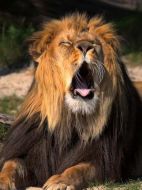 極速獵殺劇情介紹(1-全集)