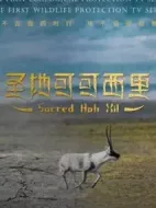 圣地可可西里劇情介紹(1-40全集)