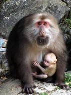 黃山短尾猴劇情介紹(1-全集)