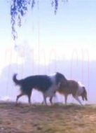 阿寶的故事海報