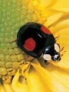 昆蟲贊歌劇情介紹(1-4全集)