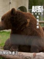 再見灰熊劇情介紹(1-全集)
