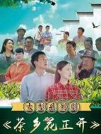 茶鄉(xiāng)花正開