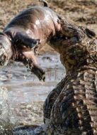 巨鱷決戰(zhàn)大河馬 誰被吞?劇情介紹(1-11全集)